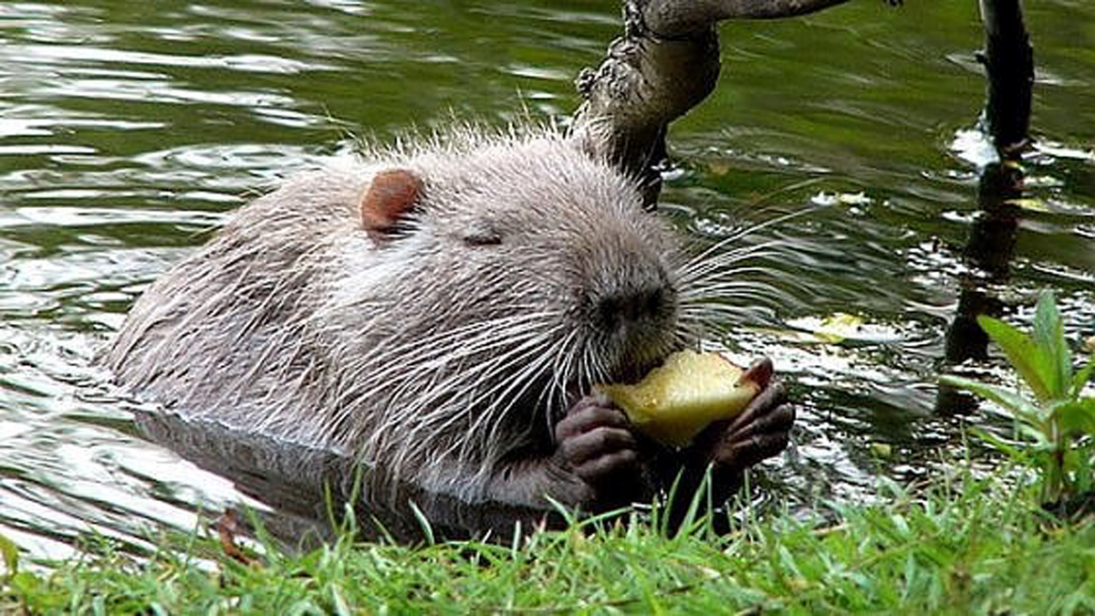 Brugherio dice “no” all’uccisione delle nutrie: saranno sterilizzate