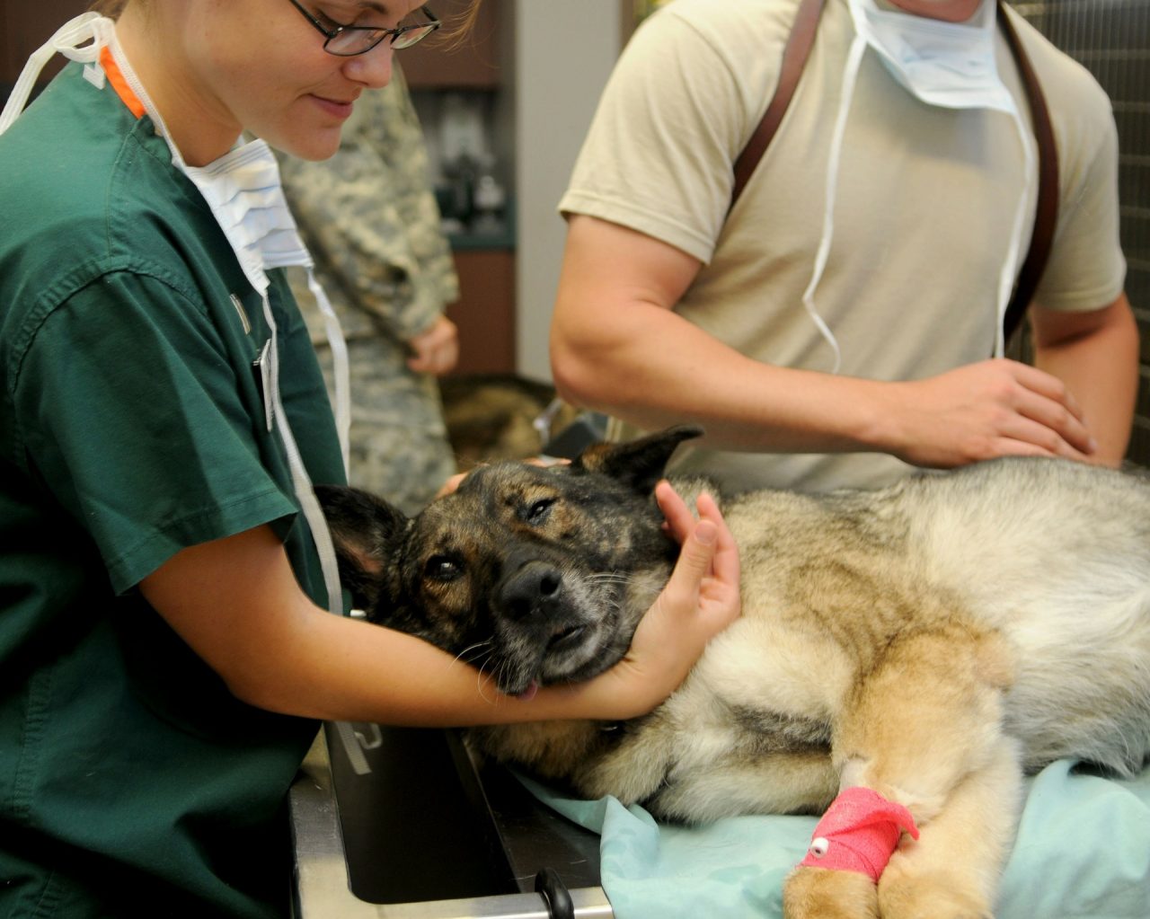 Il sangue salva anche le vite degli animali: “Cerchiamo cani donatori”