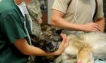 Il sangue salva anche le vite degli animali: "Cerchiamo cani donatori"