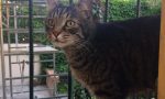Smarrito il gatto "Mimì" da un mese a Cassina De Pecchi