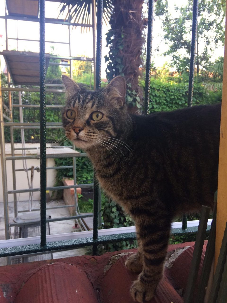 Smarrito il gatto “Mimì” da un mese a Cassina De Pecchi