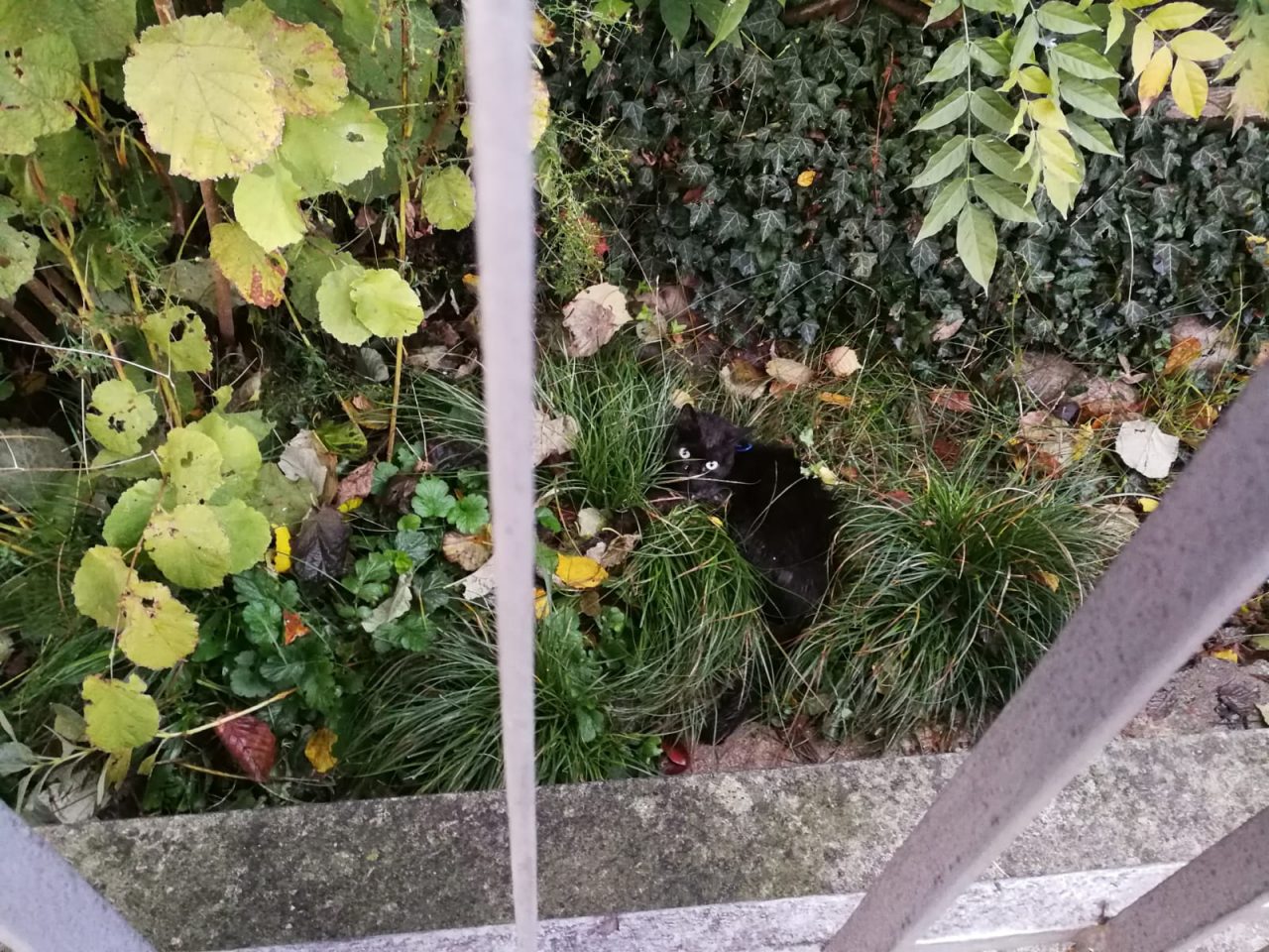 Gattino ferito salvo per miracolo cerca il suo padrone