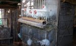 Ladri di attrezzi da giardinaggio e di galline in azione a Truccazzano
