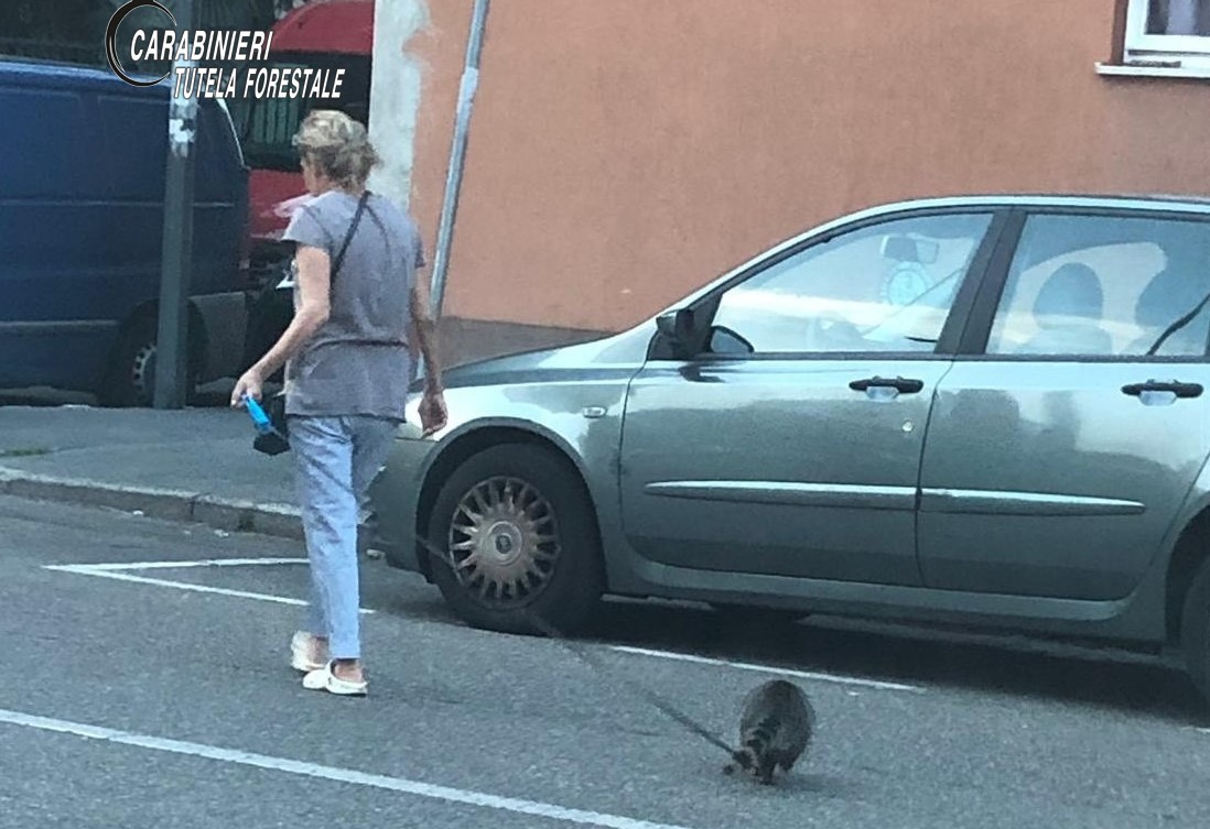 A passeggio con un procione al guinzaglio: animale sequestrato FOTO