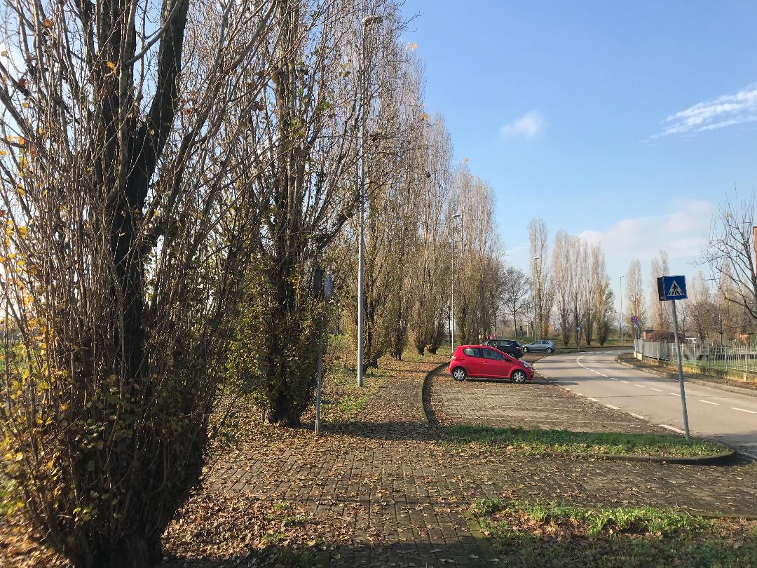 Alberi malati, 118mila euro per abbatterli