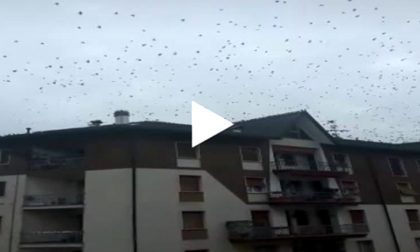 Stormi di uccelli nei cieli della Martesana, ecco perché VIDEO
