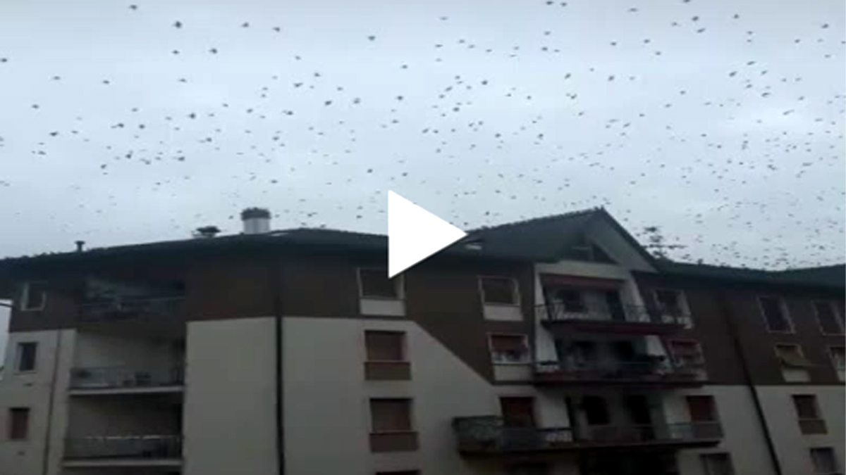 Stormi di uccelli nei cieli della Martesana, ecco perché VIDEO