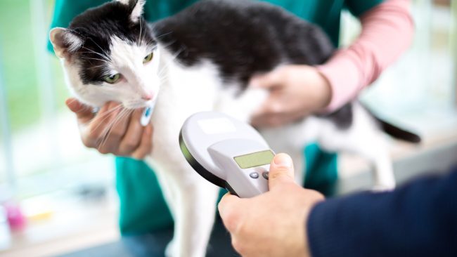 Microchip obbligatorio per i gatti dall’1 gennaio 2020
