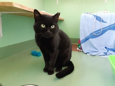 Adozione del cuore per il micio “Zorro”