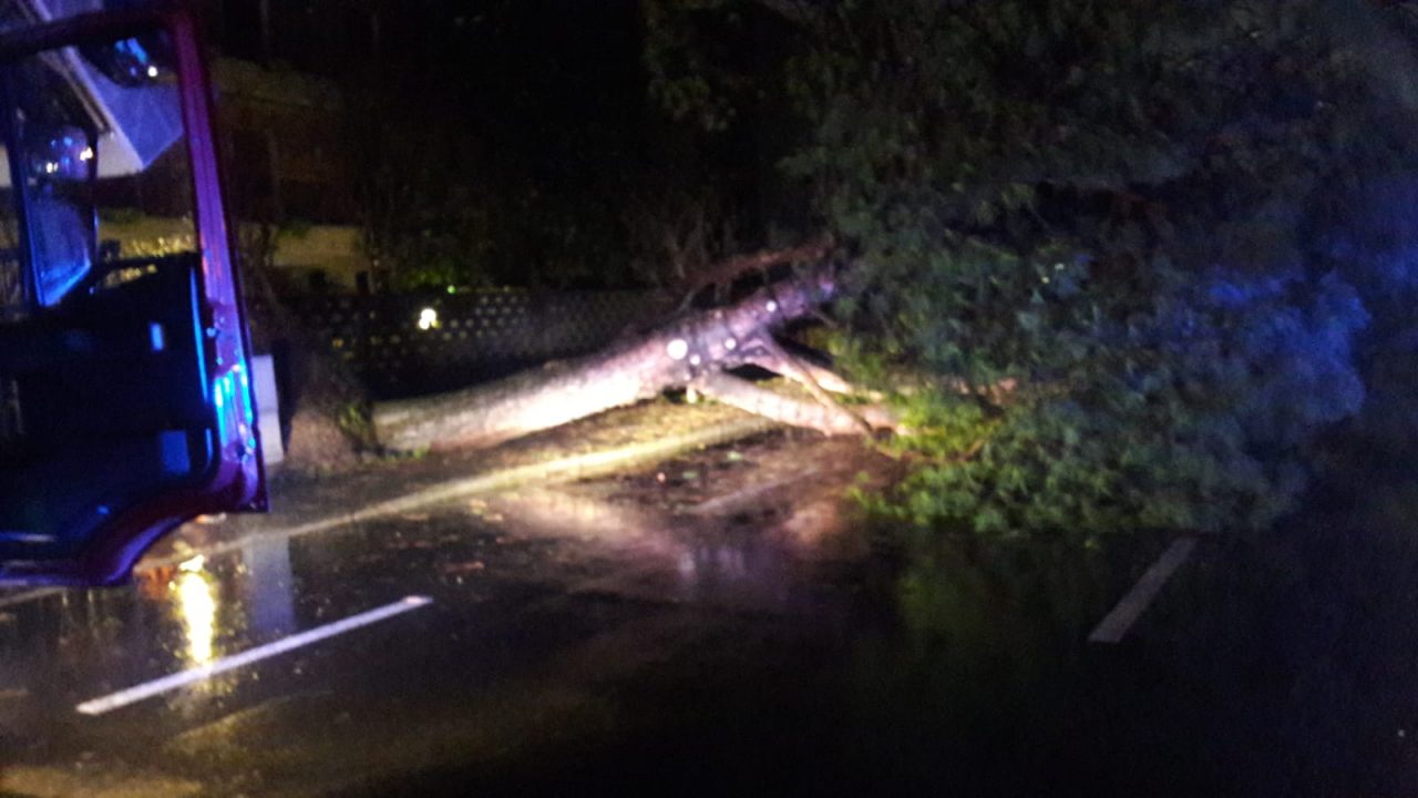 Cade un albero in viale Spagna a Cologno Monzese, arrivano i pompieri  | FOTO
