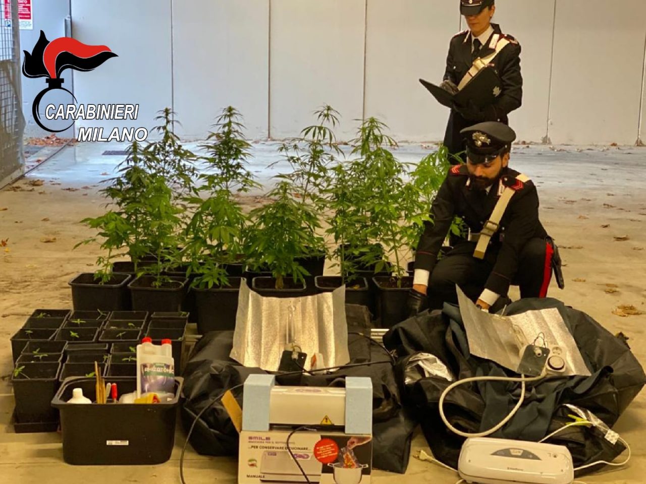 Custodiva in casa una serra clandestina per coltivare marijuana