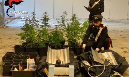 Custodiva in casa una serra clandestina per coltivare marijuana