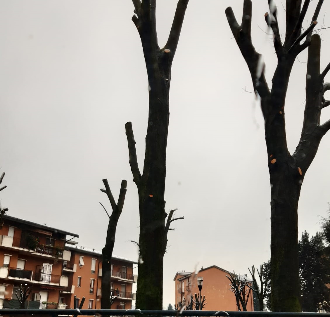 Alberi come pali della luce, potatura della discordia a Trezzo