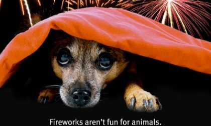 Botti di Capodanno: i consigli di Enpa su come proteggere gli animali