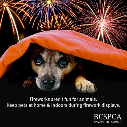 Botti di Capodanno: i consigli di Enpa su come proteggere gli animali