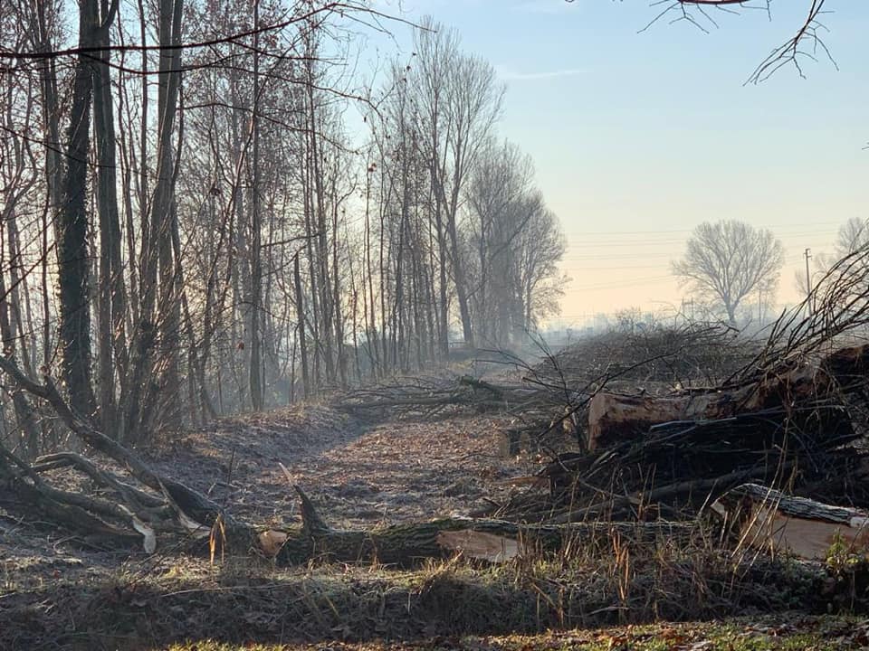 Alberi abbattuti senza una ragione a Pozzuolo