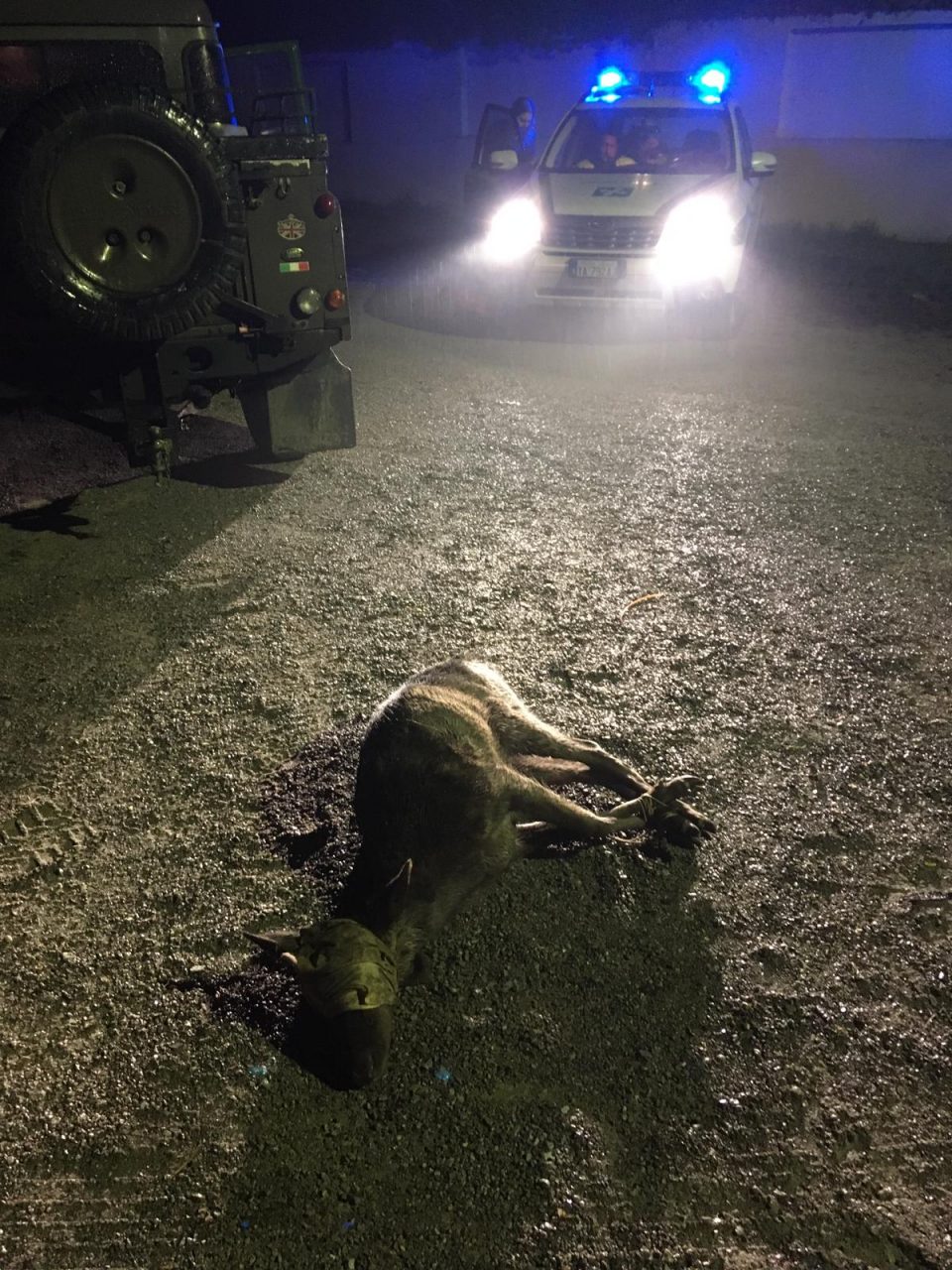 Cade nel Naviglio, daino recuperato a Vaprio