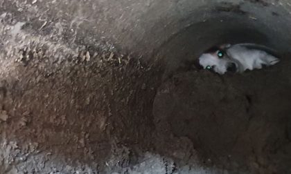 Cane incastrato in un tubo a Basiano salvato dal servizio emergenza veterinaria