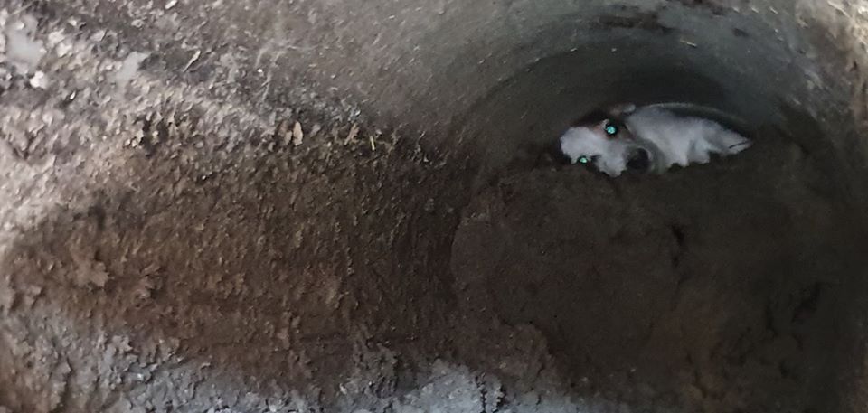 Cane incastrato in un tubo a Basiano salvato dal servizio emergenza veterinaria