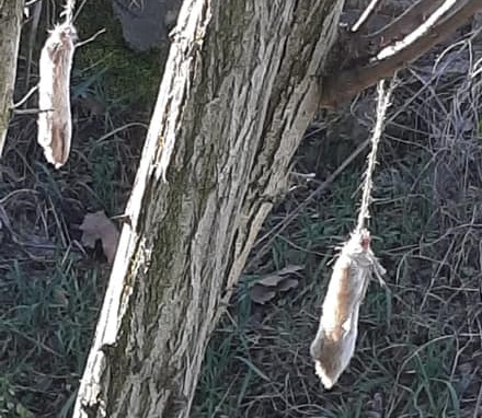 Lepre uccisa e scuoiata sul posto. Appesi brandelli agli alberi