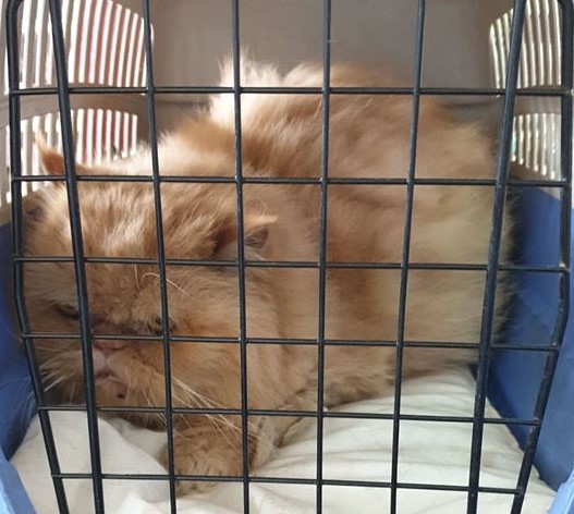 Gatto abbandonato davanti a un negozio: “Sono anziana, povera e malata”