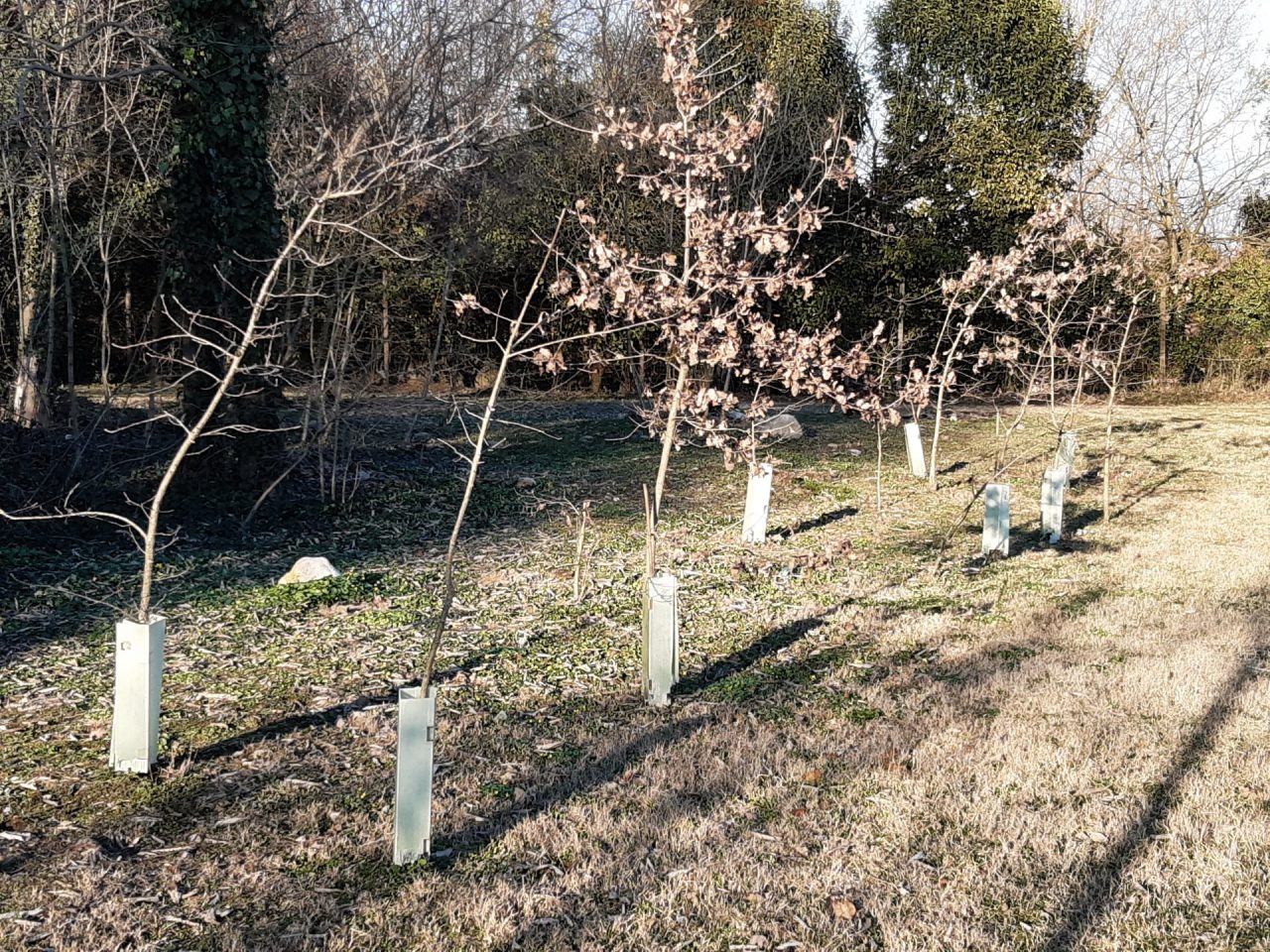 Il Comune mette in vendita… le querce