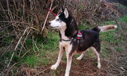Cane abbandonato legato a un palo: salvato dai vigili