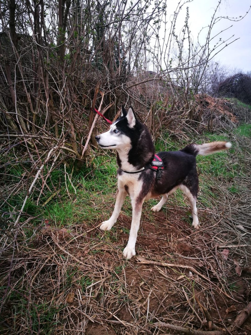 Cane abbandonato legato a un palo: salvato dai vigili