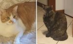 Padroni muoiono di Coronavirus, gara di solidarietà per i loro due gatti