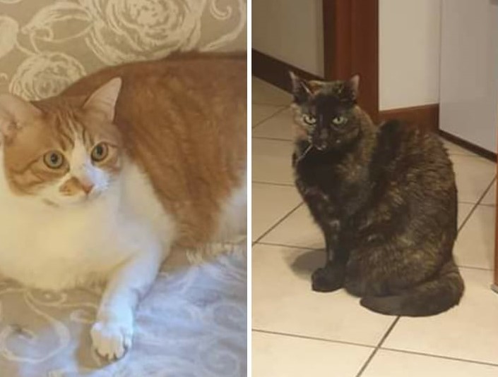 Padroni muoiono di Coronavirus, gara di solidarietà per i loro due gatti