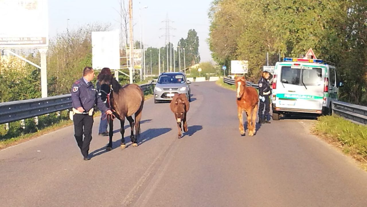 Tre cavalli, un asino e un maiale in fuga sulla Vecchia Cassanese  FOTO