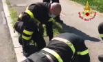 Vigili del fuoco salvano anatroccoli intrappolati nel tombino VIDEO