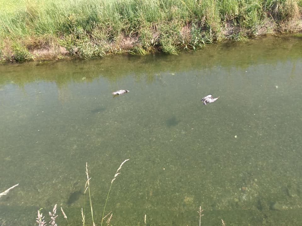 Piccioni morti nel Canale Villoresi