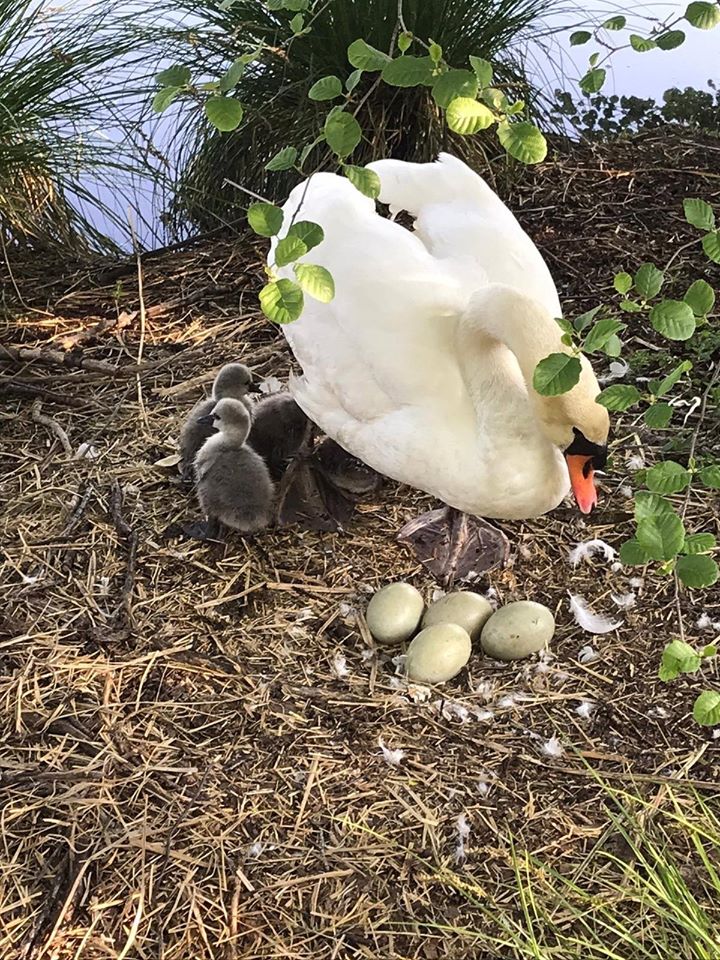 Mamma cigno e i suoi cuccioli testimonial sull’Adda della campagna #iorestoacasa