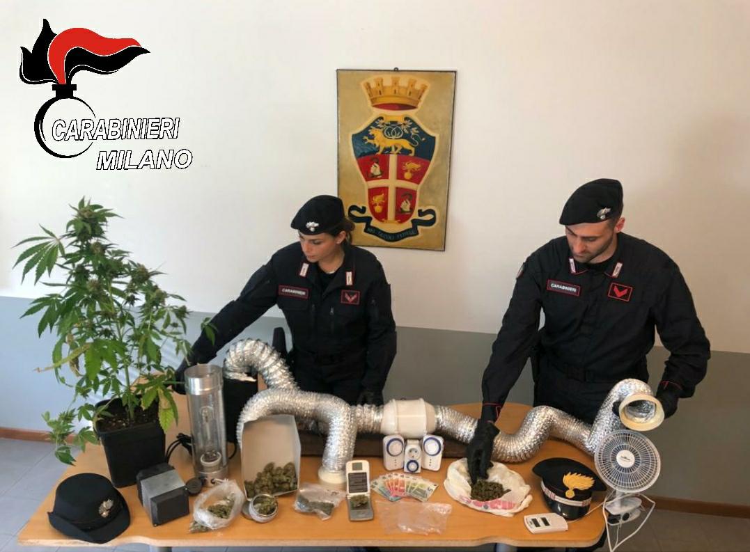Arrestati fratelli coltivatori di marijuana