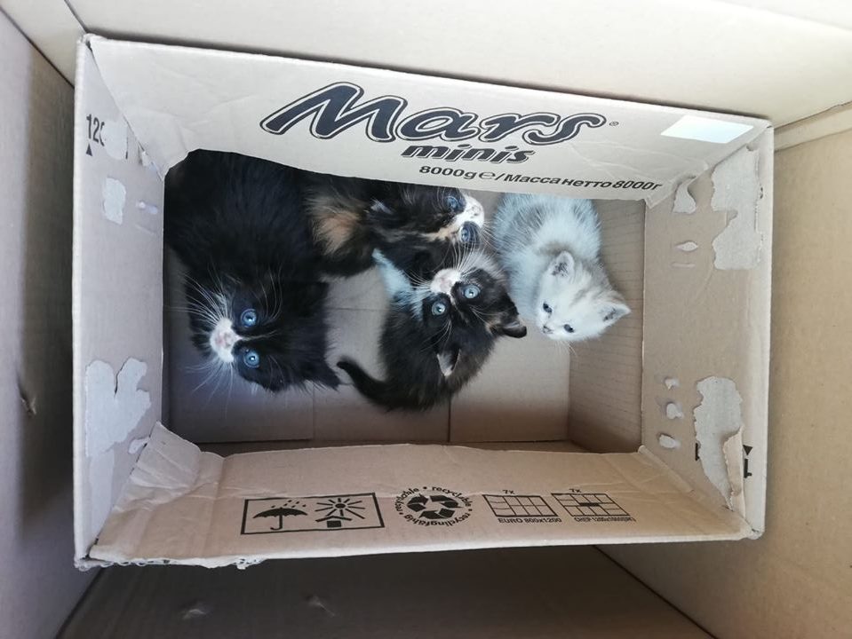 Quattro cuccioli di gatto abbandonati, recuperati e adottati in poche ore
