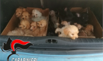 Traffico illecito di cuccioli di razza dall’Est Europa: quattro misure cautelari FOTO