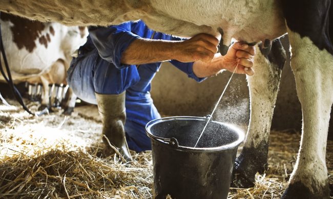 Vuoi diventare casaro di montagna? La Regione organizza un corso