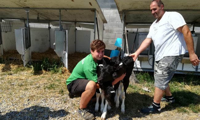 Parto record a Rivolta: sono nate tre vitelle gemelle