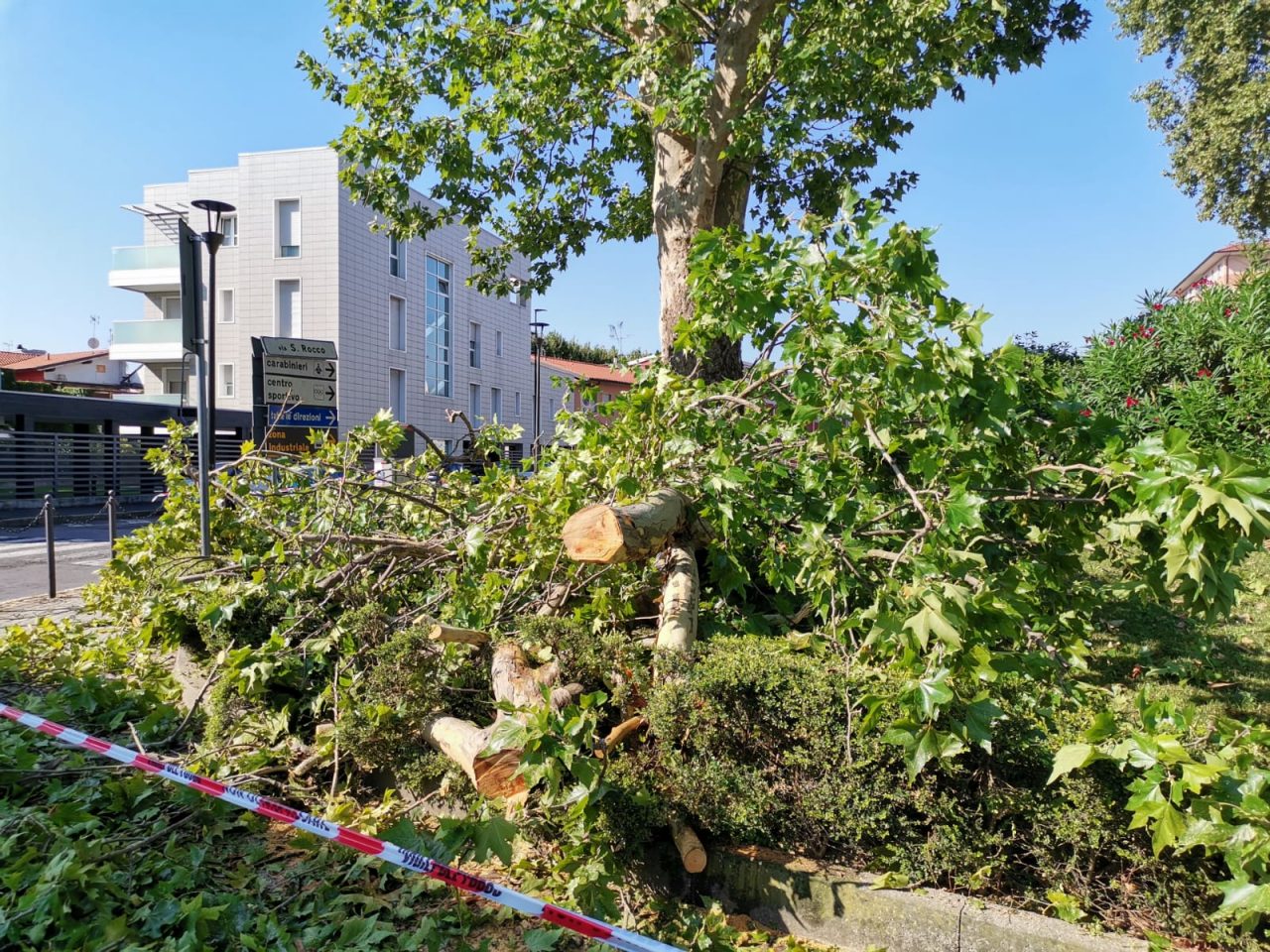 Albero caduto nella notte a Melzo FOTO VIDEO