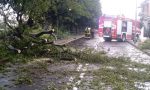 Il maltempo a Cassano d'Adda fa ancora danni al patrimonio verde FOTO