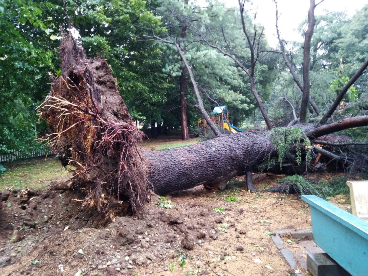 Strage di alberi nei parchi di Cassina FOTO