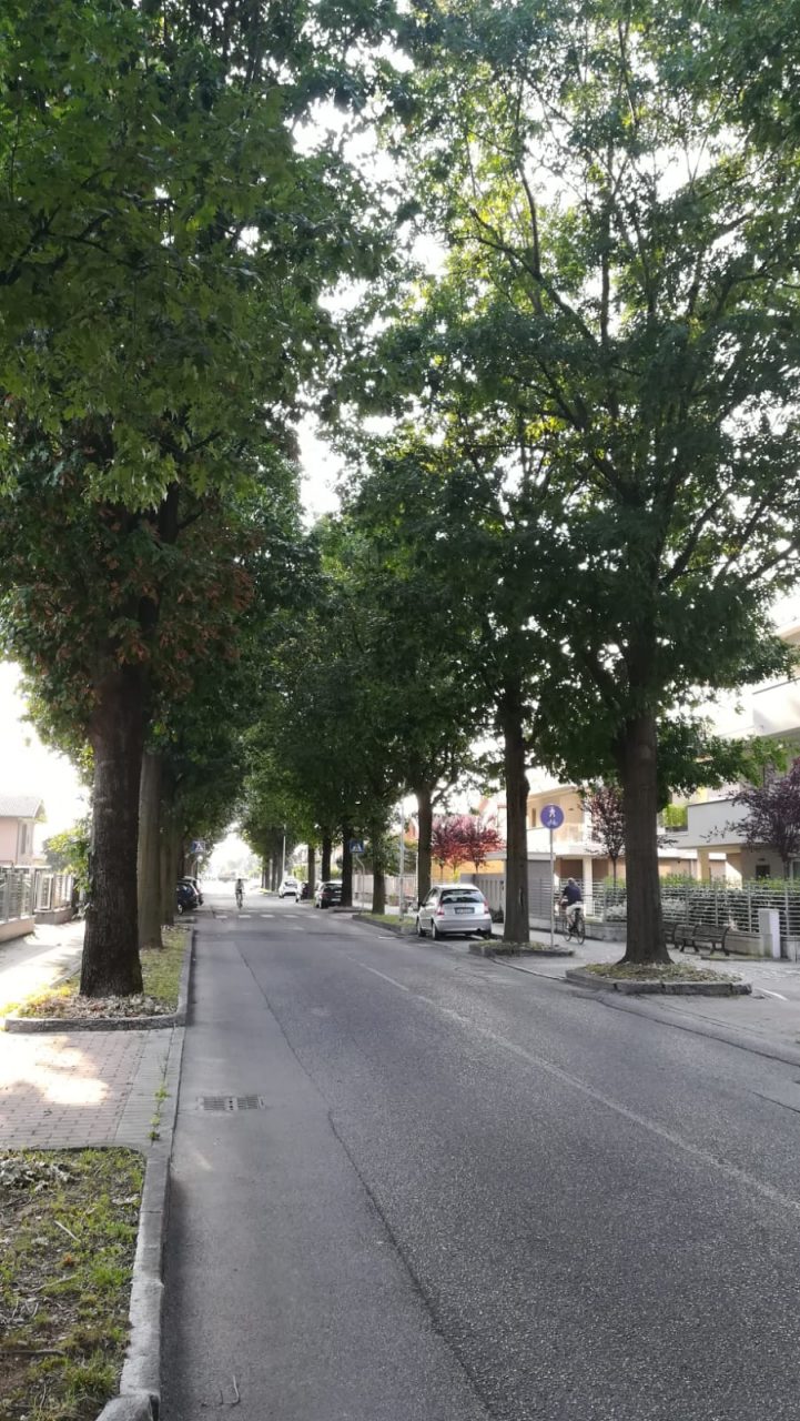 viale alberato