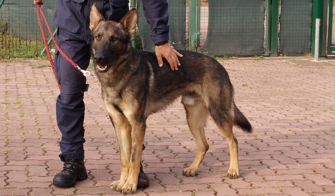 Peschiera, sta bene dopo l’intervento il cane della Polizia Locale Xeno
