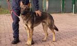 Peschiera, sta bene dopo l'intervento il cane della Polizia Locale Xeno