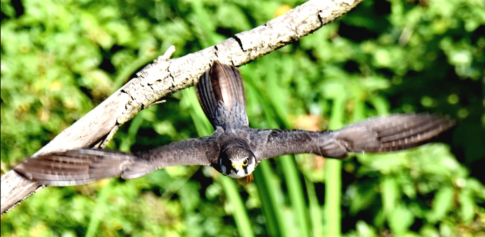 Avvistato un falco lodolaio all'Oasi Le Foppe