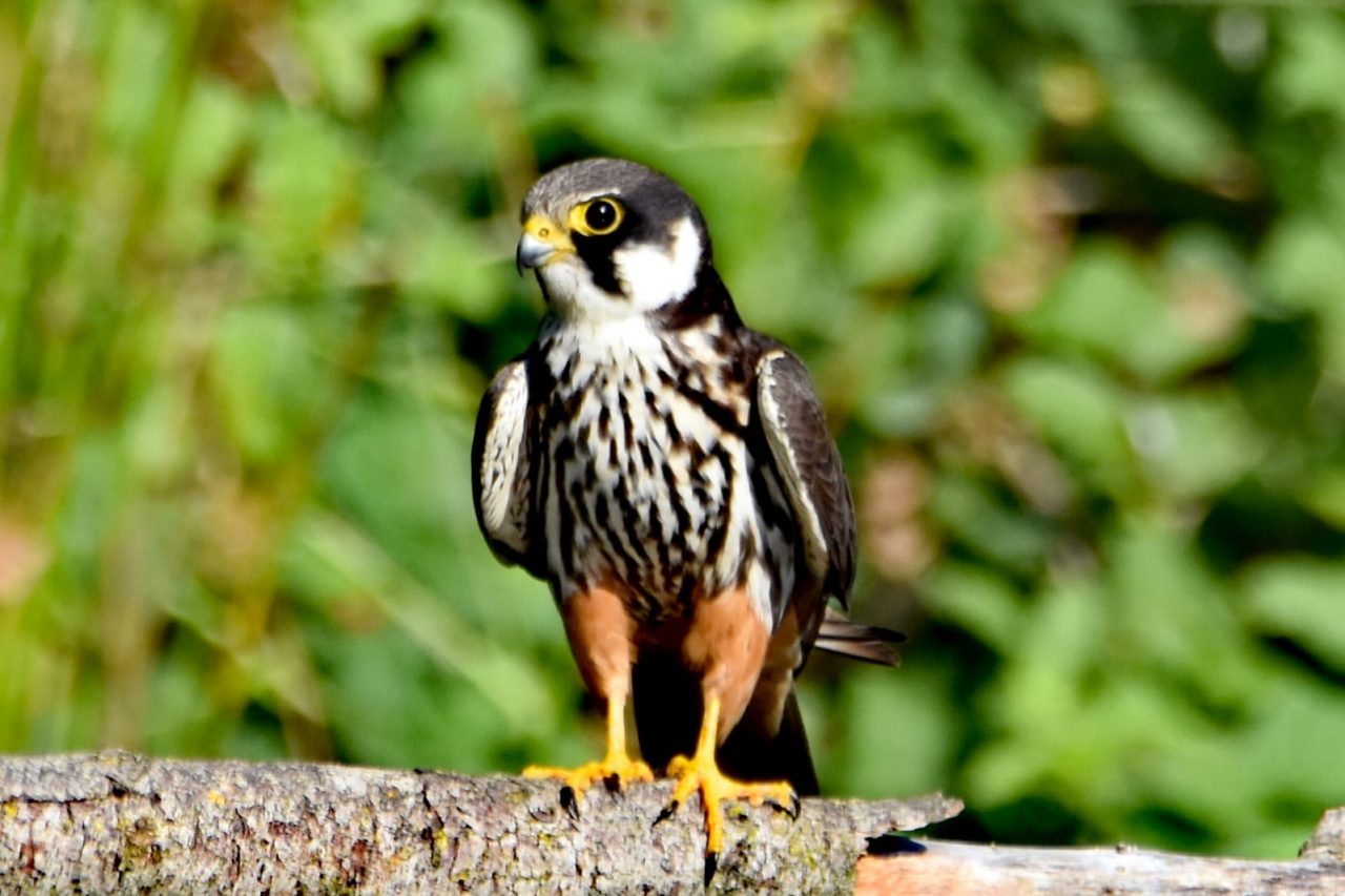 Trezzo, all’Oasi Le Foppe avvistato un falco lodolaio FOTO