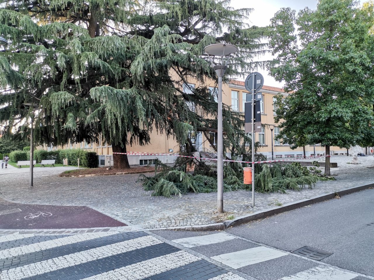 Cade un grosso ramo davanti alla scuola a Cernusco, nessun ferito