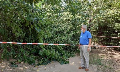 Crolla un albero a Vimodrone, intervento di Polizia Locale e Vigili del fuoco