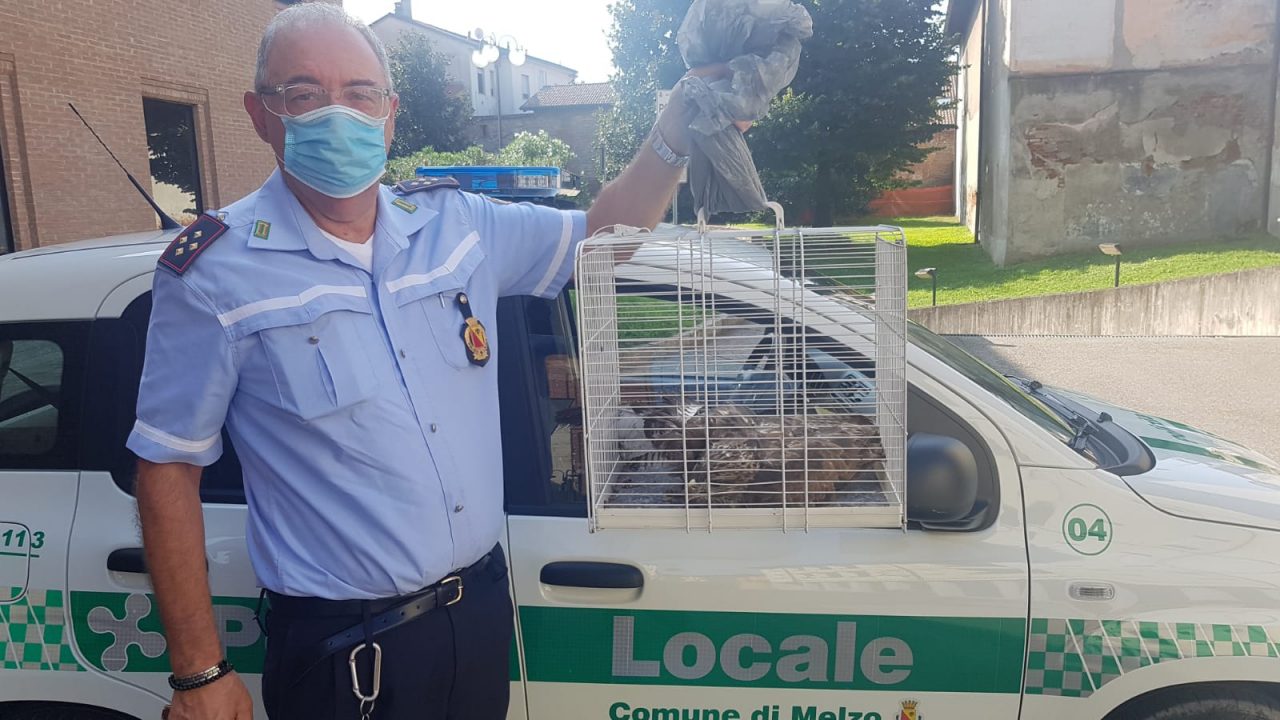 Poiana ferita salvata dalla Polizia Locale di Melzo